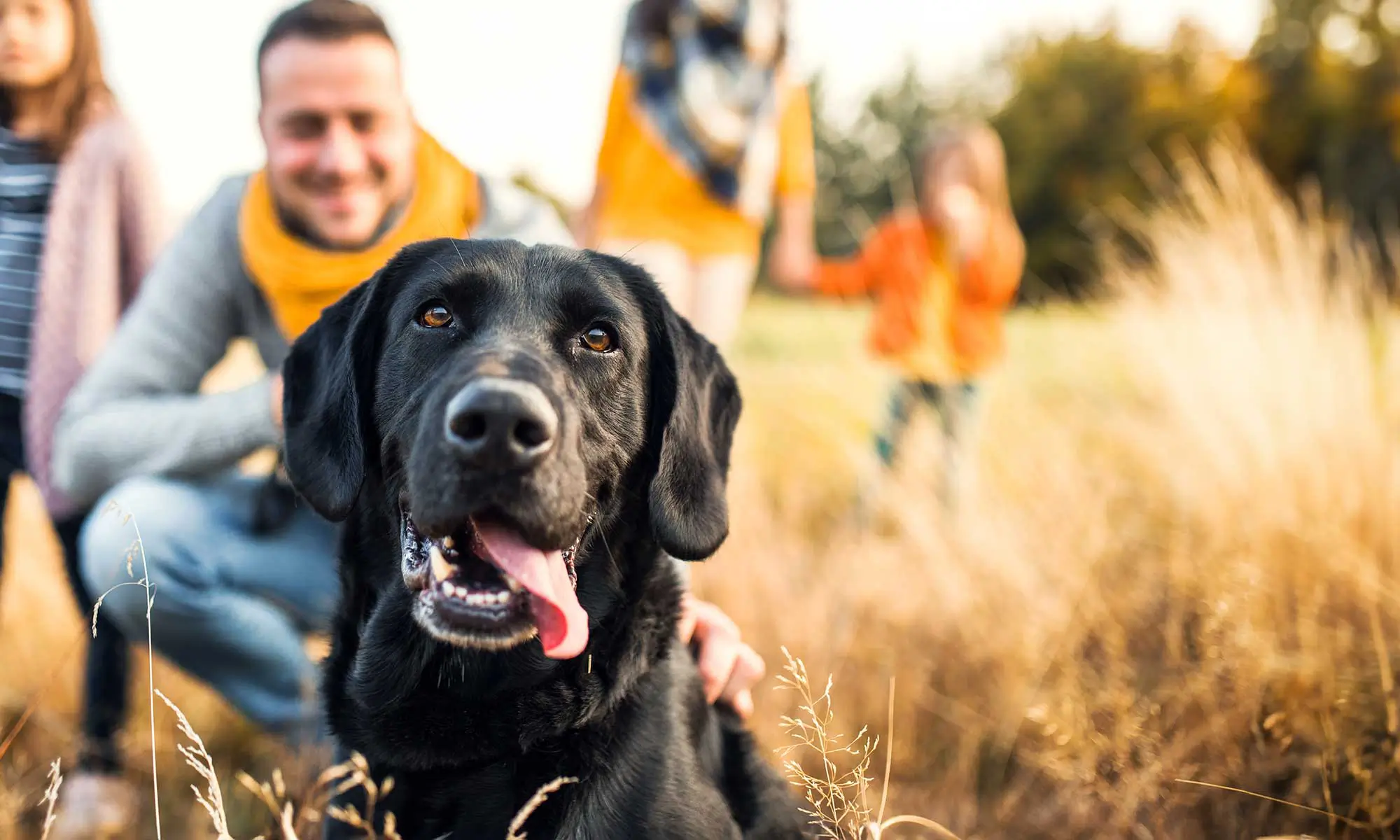 A black lab with his family