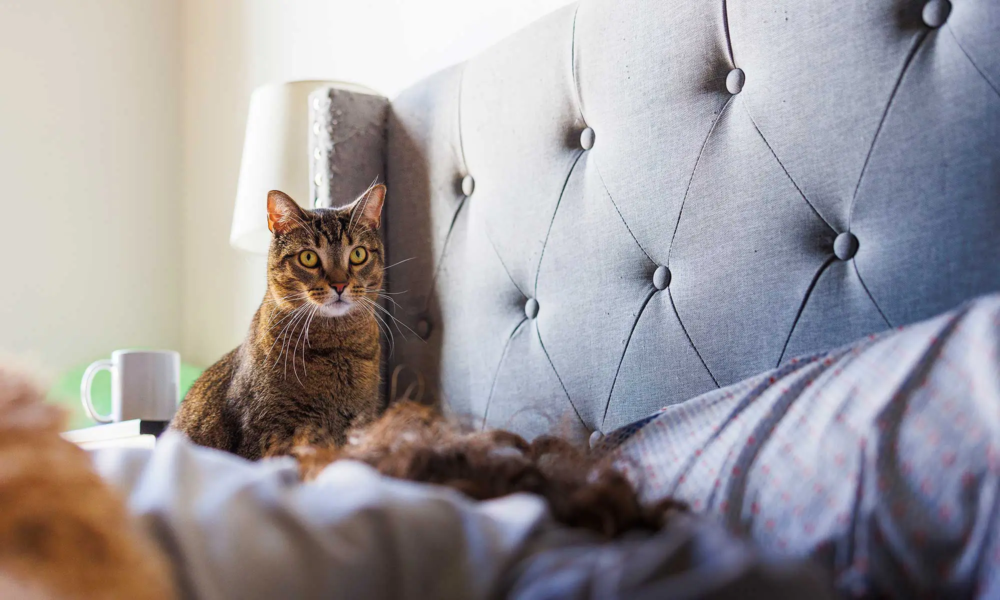 A cat on a bed