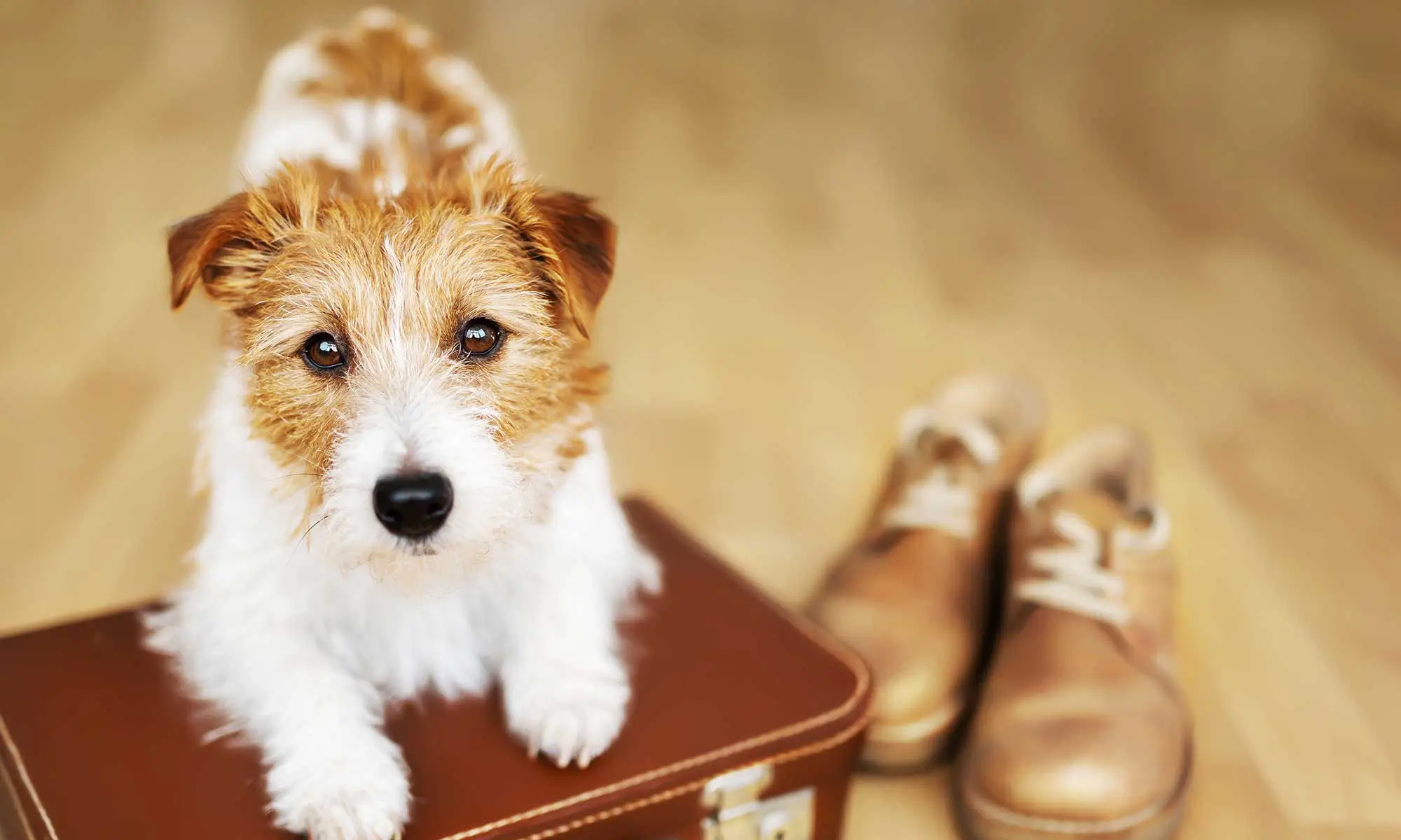 A dog on a suitcase