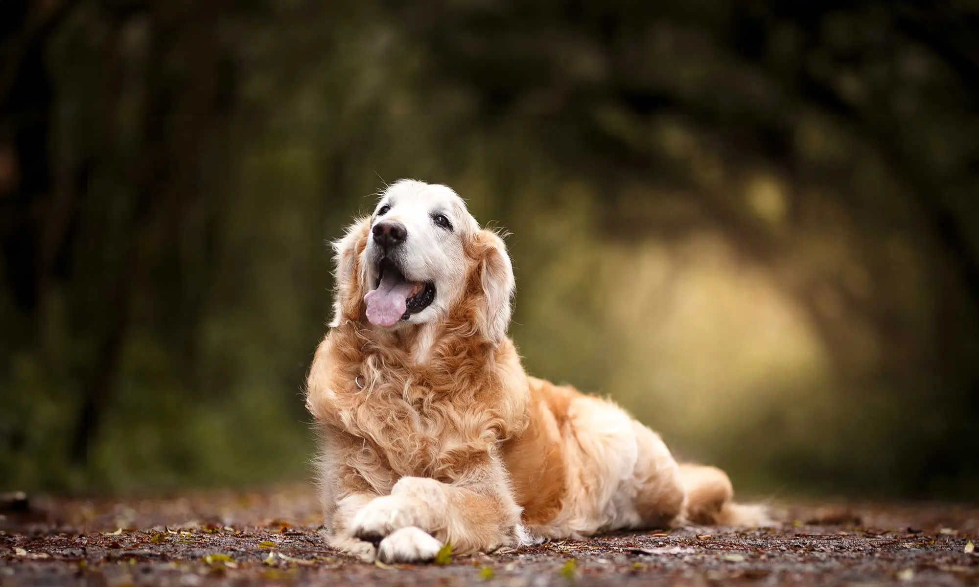 An old golden retriever outdoors