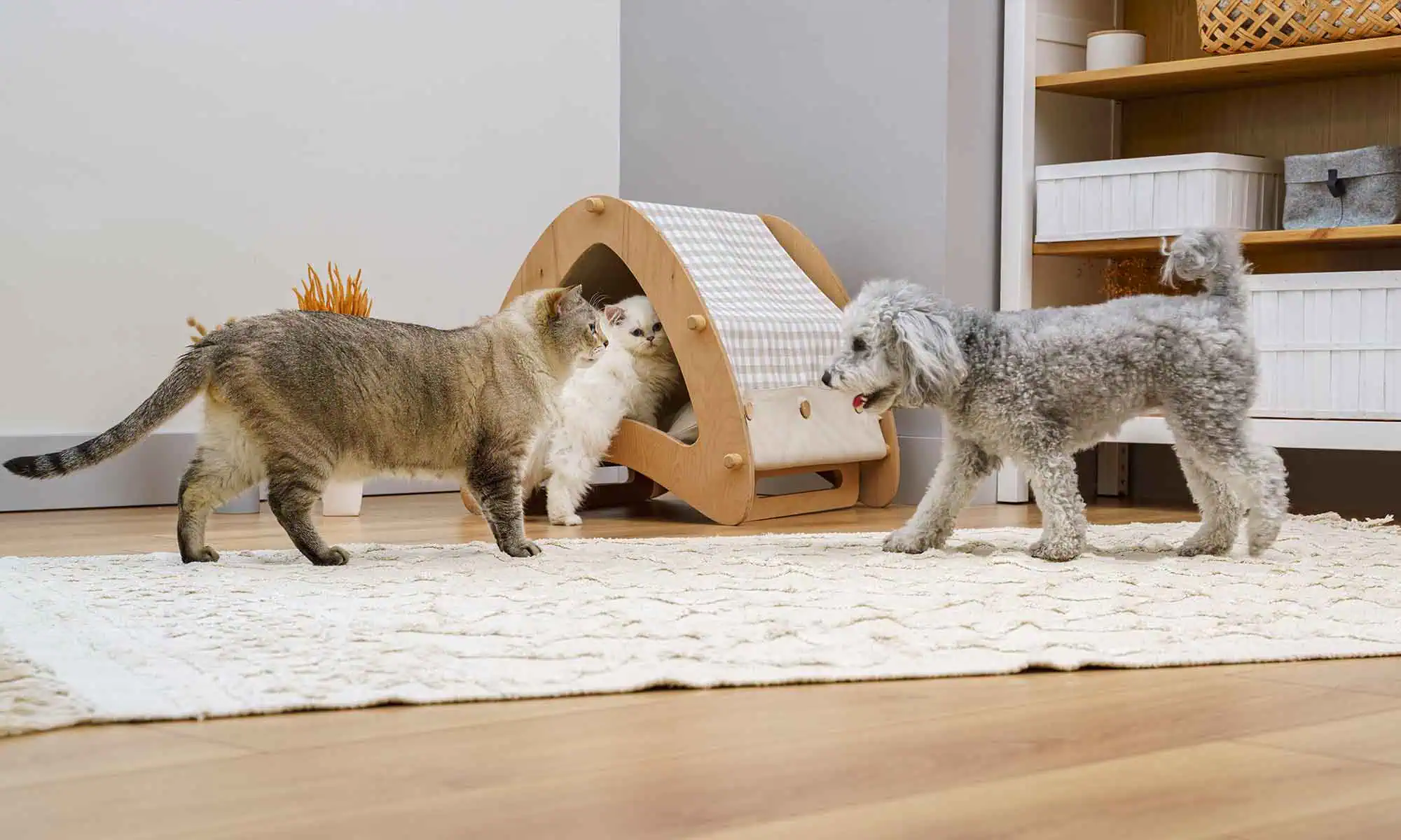 A dog with some cats wanting to play