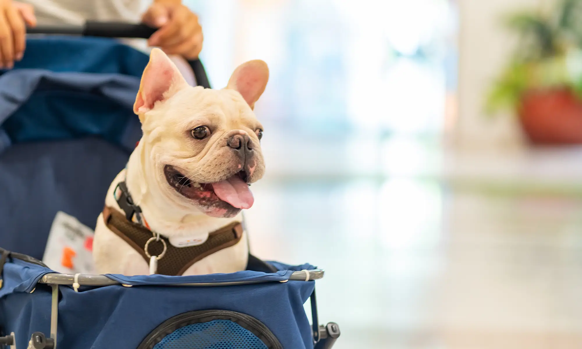 A dog in a buggy