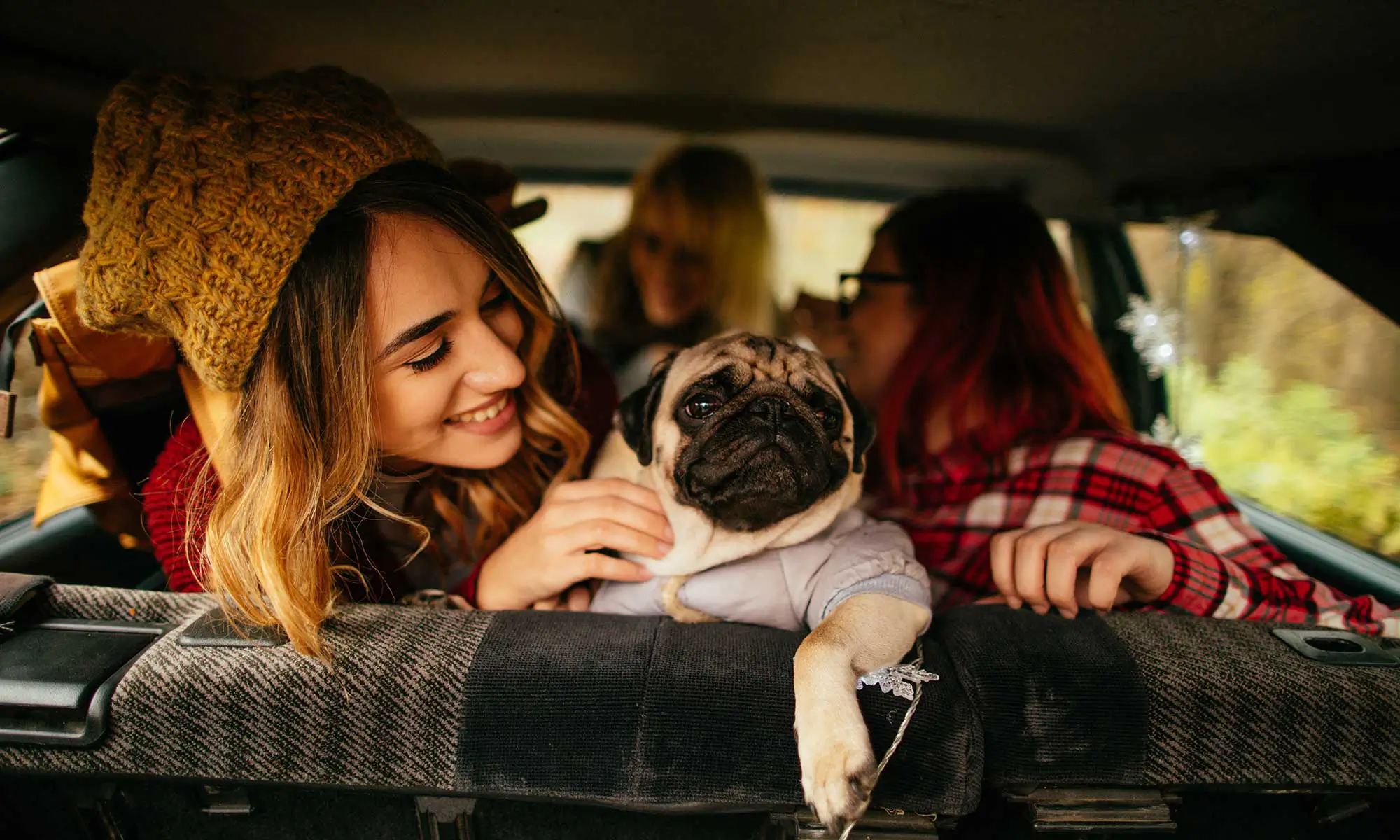 A pug on a drive with their human