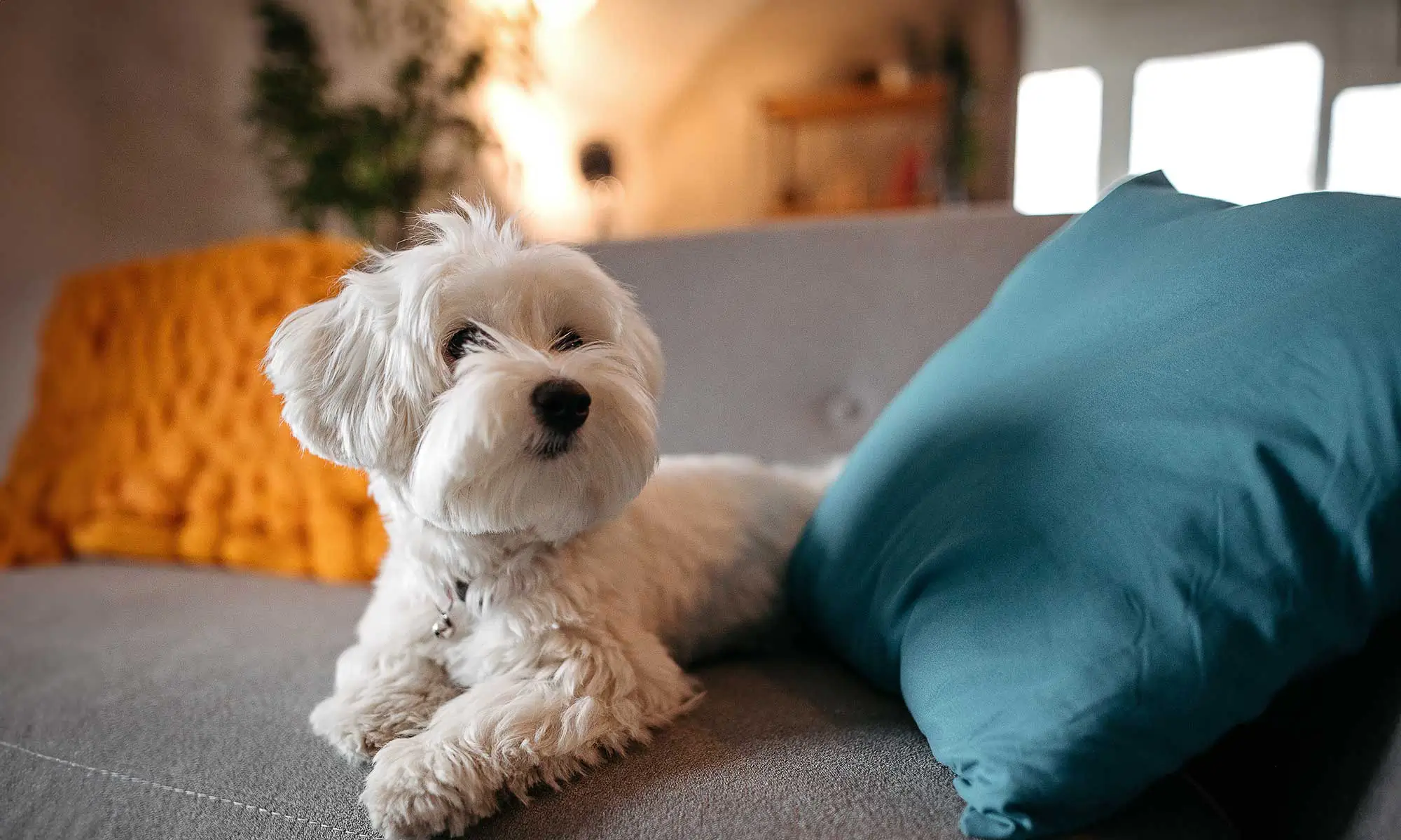 A white dog on a couch