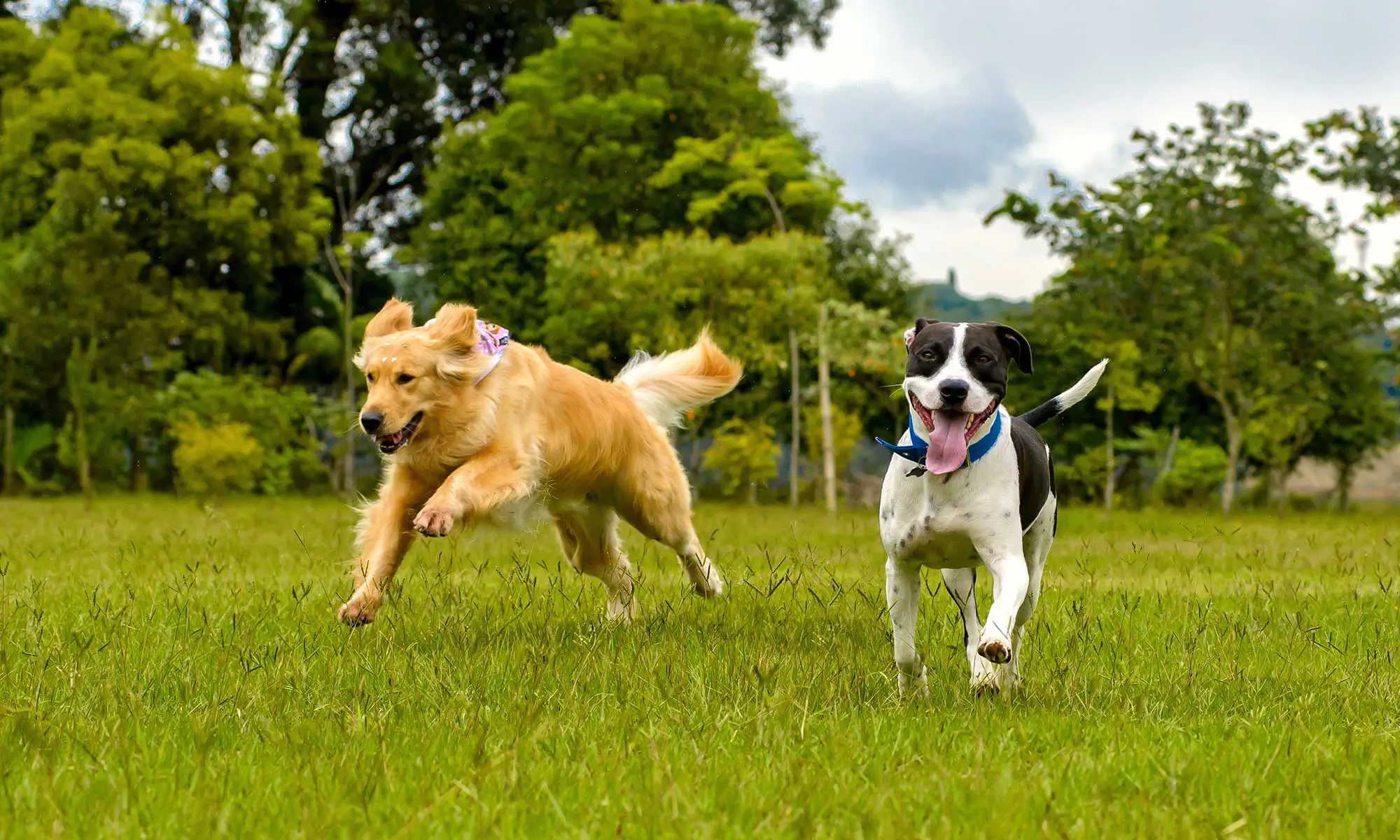 Two dogs running